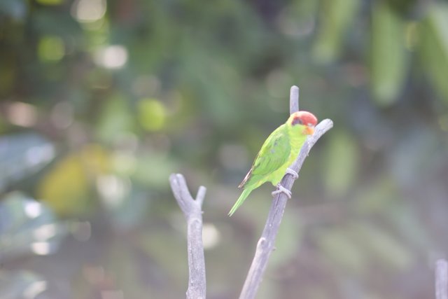 Parakeet Perched on Plant Branch
