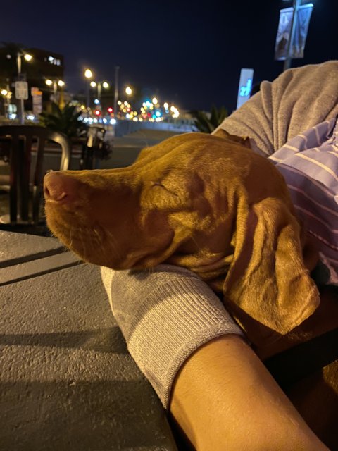 Canine Companionship Under the City Sky