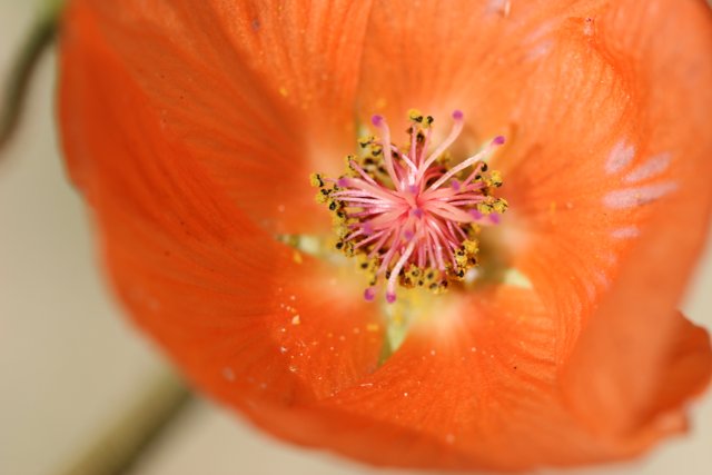 Radiant Orange Lily