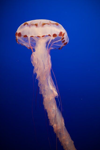 Serenity in Suspension: Majestic Jellyfish