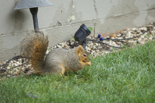 Fox Squirrel Foraging in Suburban Garden Setting
