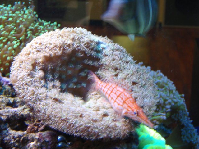 Coral Reef's Colorful Visitor