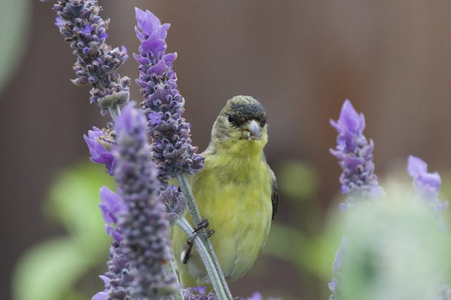 Lavender Perch