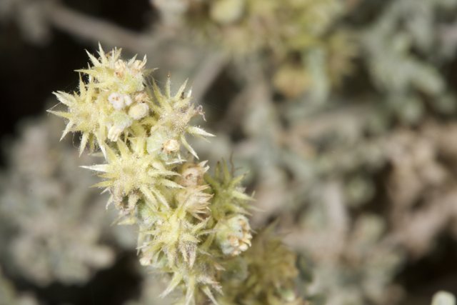 Desert Plant with White Flowers