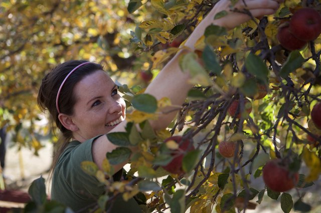 Smiling Woman Picking Red Apples in Autumn Orchard