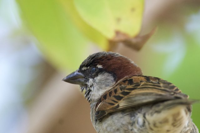 Serenity Amongst the Leaves: A Sparrow's Respite