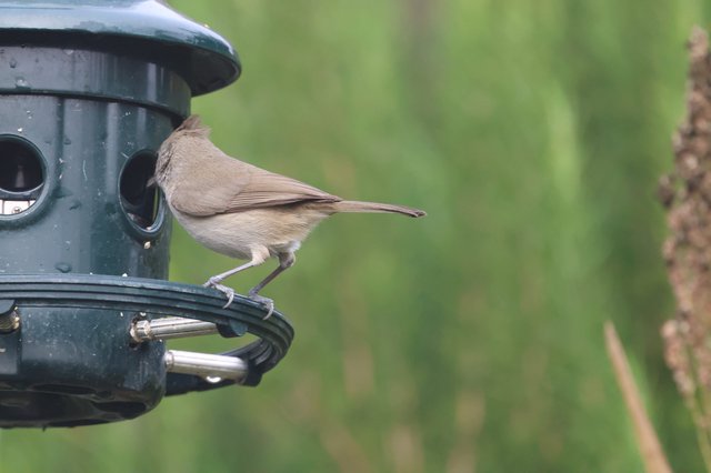 Blackcap Perched on Green Bird Feeder