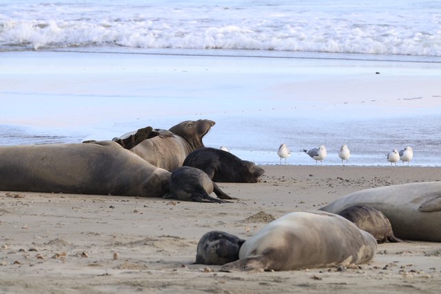 Elephant Seals Resting on Drakes Beach Shore