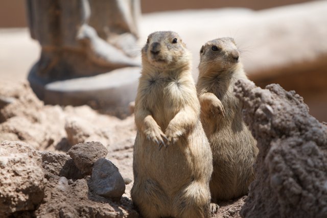 Prairie Dogs at Play