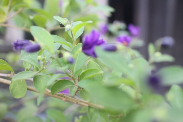 Purple Geranium in Altadena