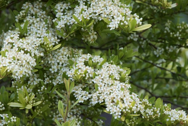 Spring's Whisper