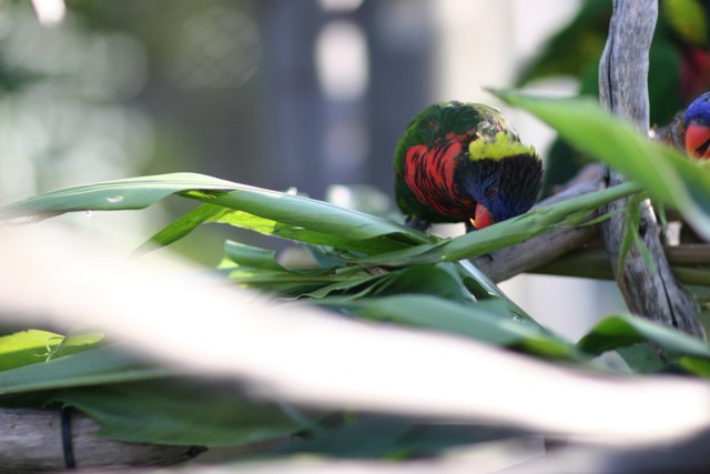 Two Vibrant Birds Resting on a Leafy Branch