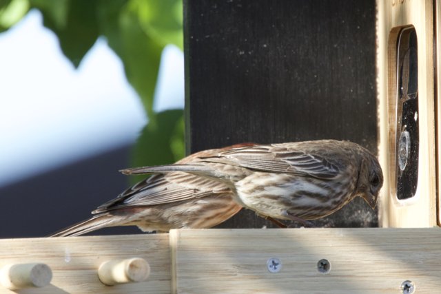 Feathered Friends at the Feeder