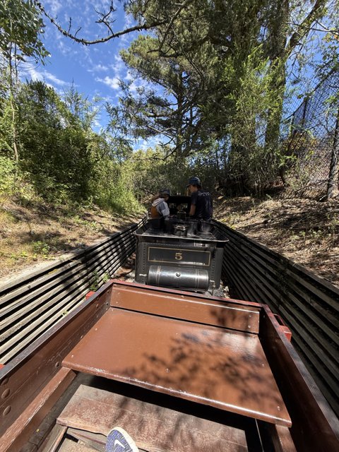 Journey Through the Trees