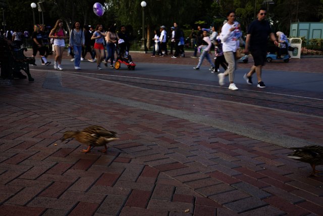 Duck Stroll Spectacle