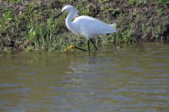 Snowy Egret Foraging in Shallow Water at Yolo Bypass