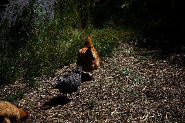 Chickens Exploring the Grasslands
