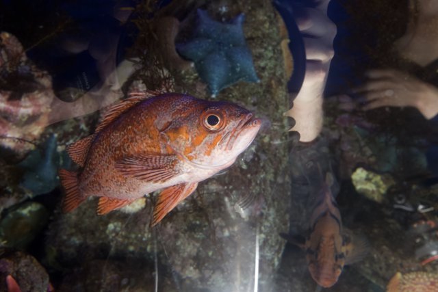 A Mesmerizing Red Snapper in the Aquarium