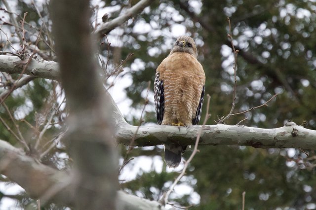 Red-Shouldered Hawk Perched on Winter Branch