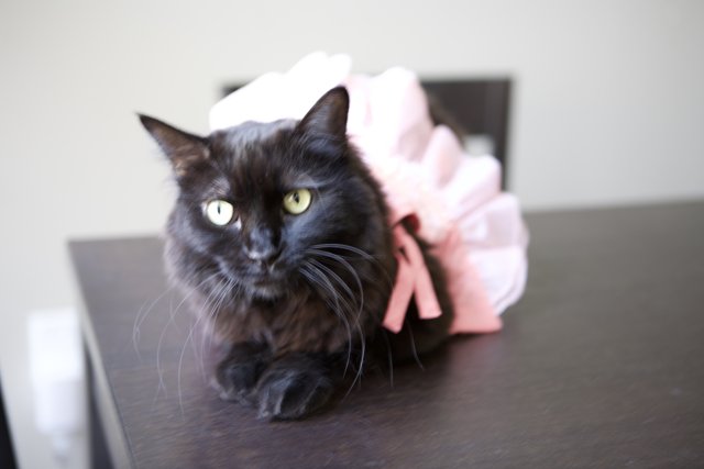 Isabella, the Black Cat Ballerina
