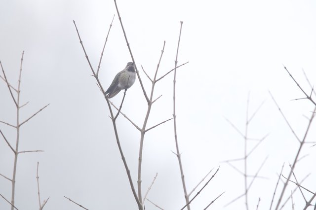 Hummingbird Perched on Bare Branch in Foggy Winter