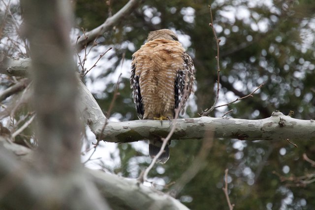Red-Shouldered Hawk Perched in Bare Winter Tree