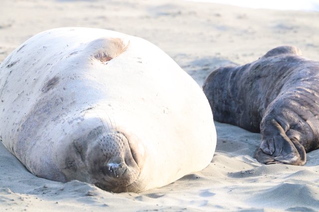 Elephant Seal Pups Resting on Drakes Beach