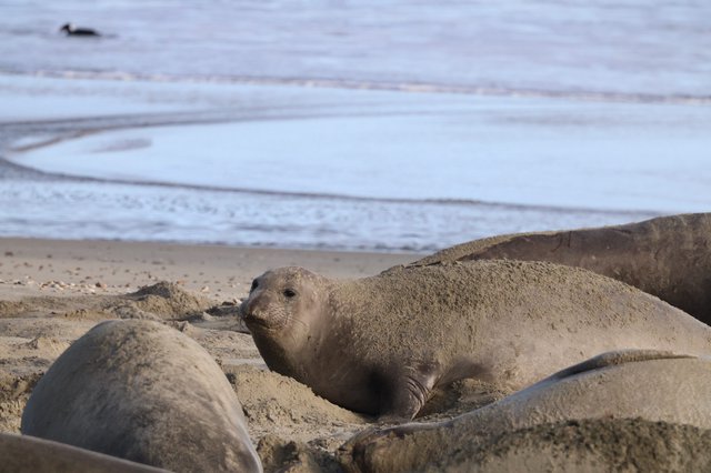 Elephant Seal Pup Resting on Sandy Beach