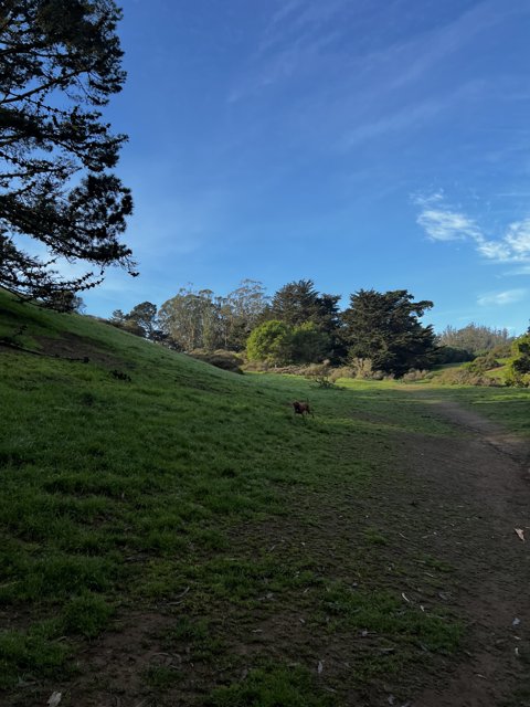 A Dog's Walk through the Pasture