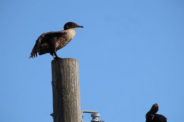 Cormorant Perched on Weathered Post at Dusk