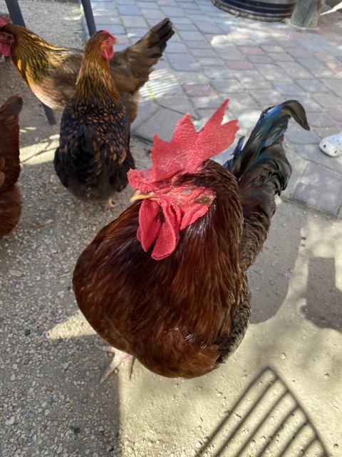 Chickens Strolling through Carmel Valley Village