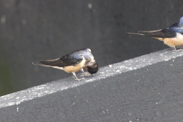 Winged Companions of San Pablo Bay