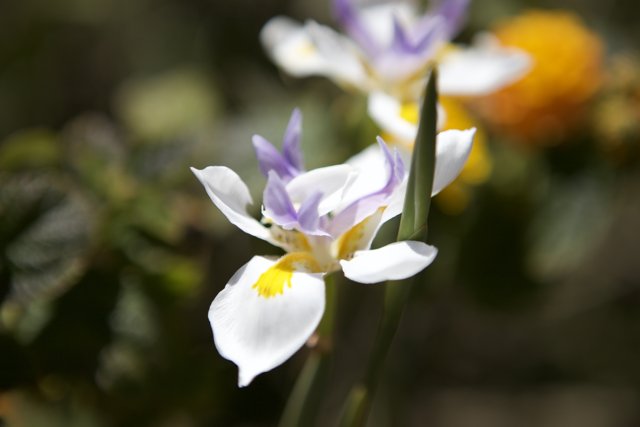 Purple Iris Flower with Yellow Center