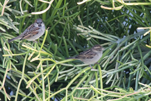 Sparrows' Morning Gathering