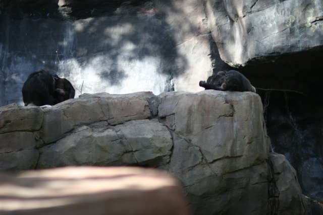 Two Black Bears Relaxing on a Slate Rock