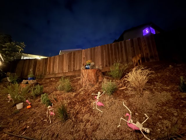 Moonlit Backyard Tranquility