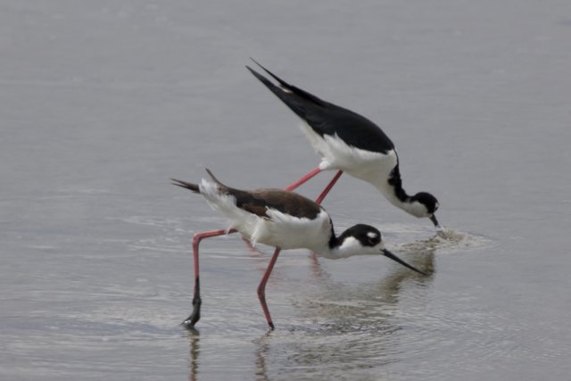 Graceful Duet in the Wild