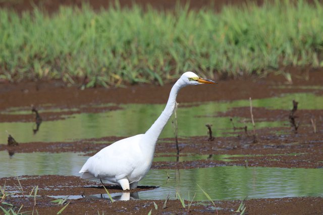 Great Egret Wading in Shallow Wetland Waters
