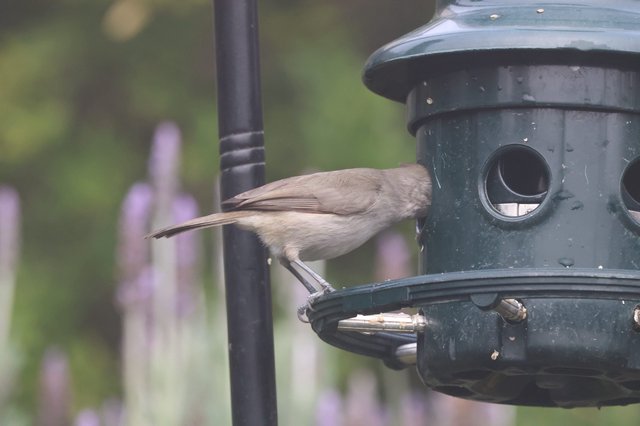 Brown Bird Feeding at Garden Bird Feeder