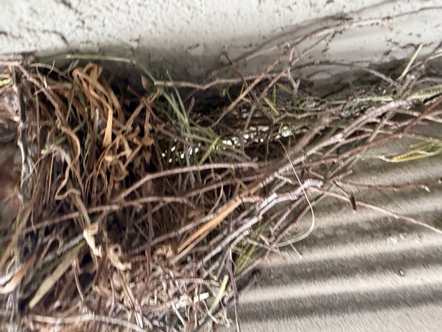 Nature's Craftsmanship