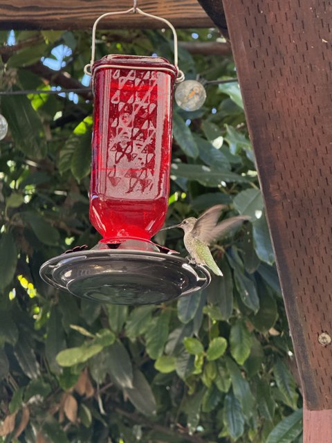 Dance of the Hummingbird