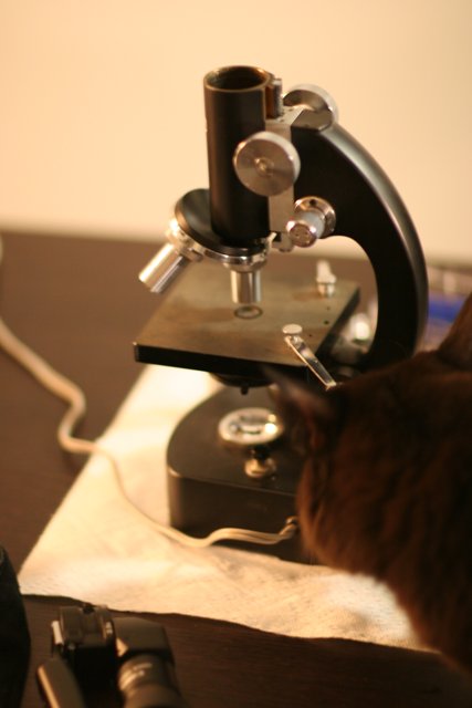 Feline Scientist