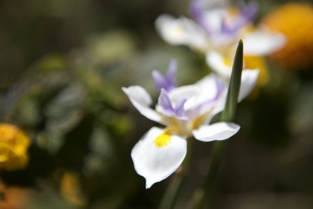 Purple and White Iris Flower