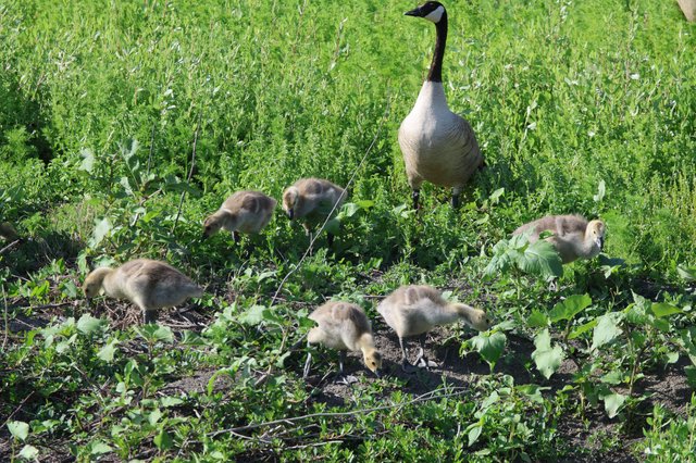Canada Goose Family Foraging in Wetland Grass