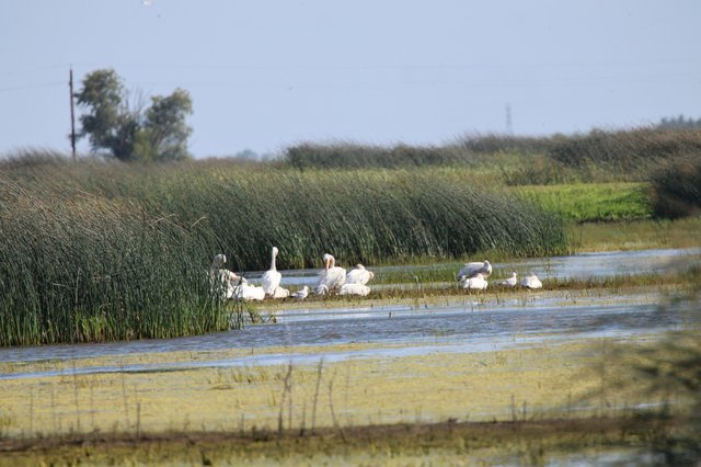 White Pelicans Resting in Wetland Marshes
