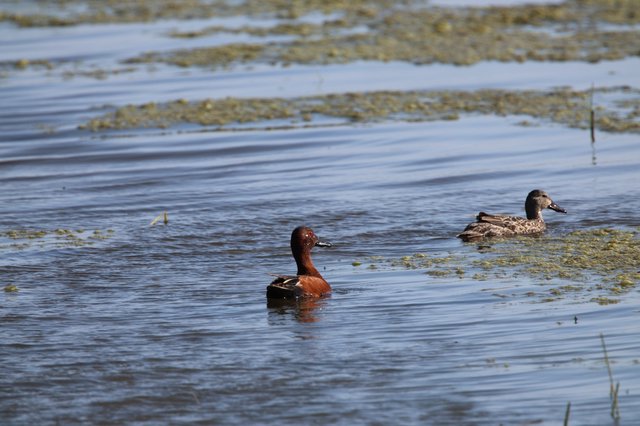 Cinnamon Teal Pair Swimming in Wetland Shallows