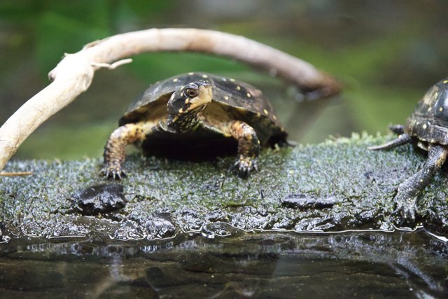 Turtle Rendezvous at Walnut Creek