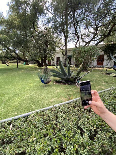 Capturing the Beautiful Garden through a Mobile Phone
