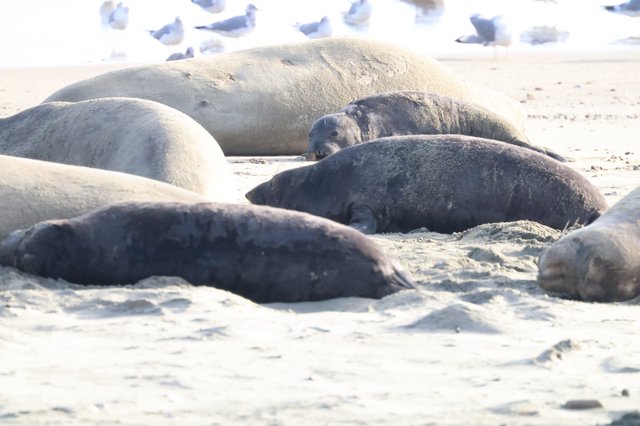 Elephant Seals Resting on Drakes Beach California