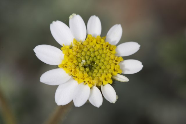 The Delicate Beauty of a Daisy